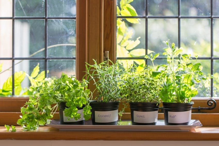 kitchen herbs