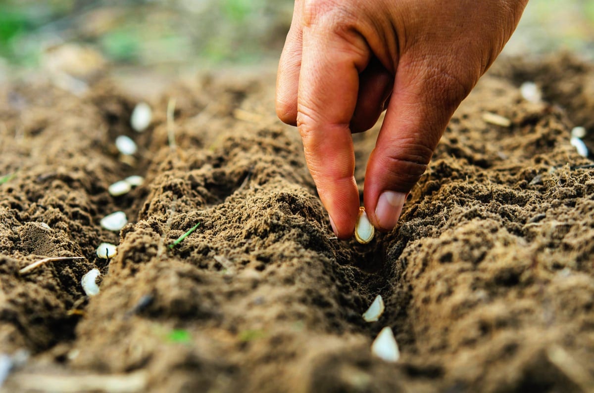 Definitive Guide to Planting Seeds