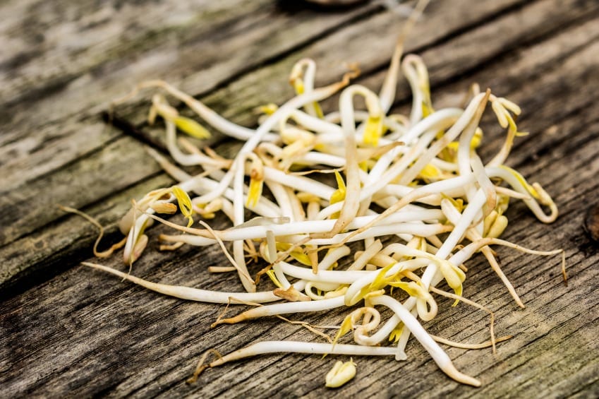 How to Grow Bean Sprout at Home