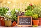 How to Make a Kitchen Herb Garden