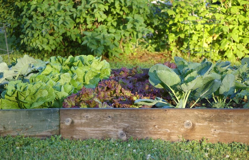 How to Start an Organic Garden