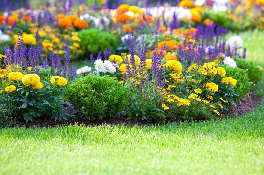 10 Best Perennials For Your Home Garden