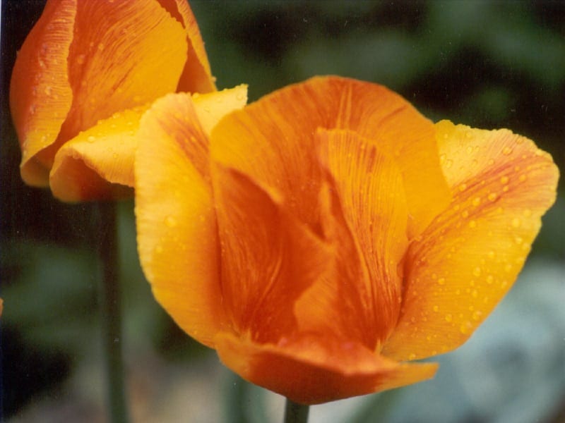 Top 8 Tulips to Beautify Your Home