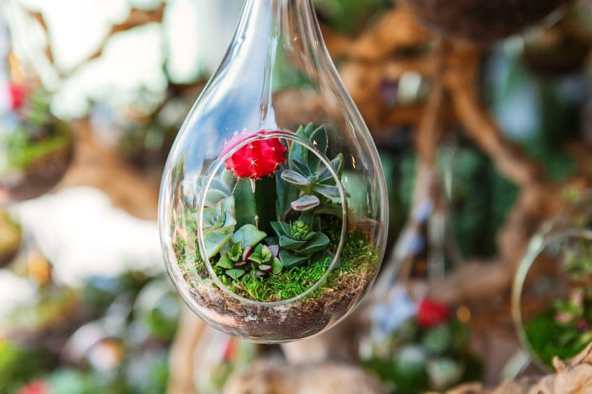 DIY: How to Plant a Terrarium