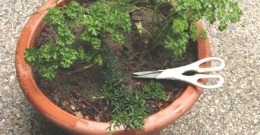 garden container tips