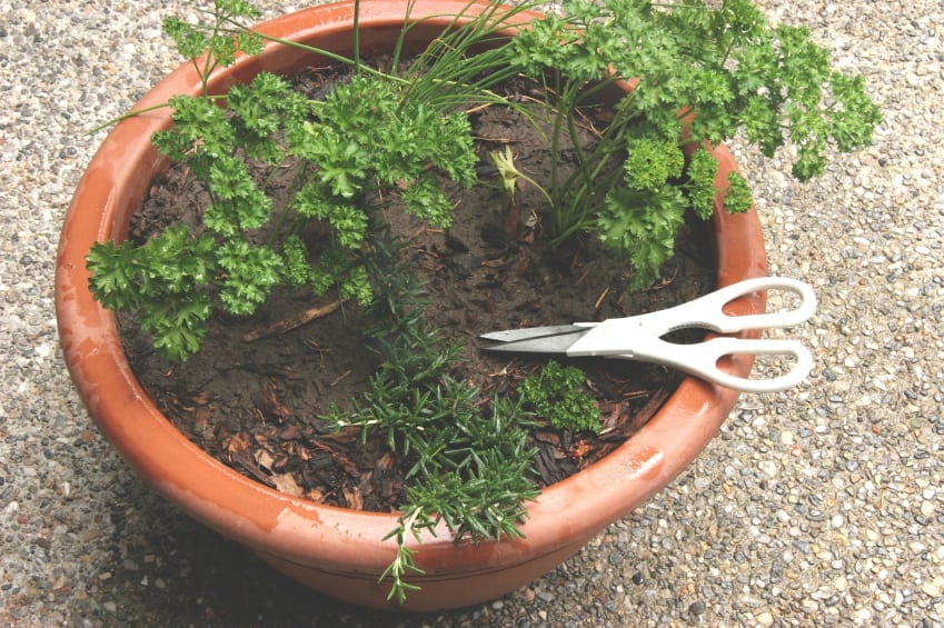 garden container tips