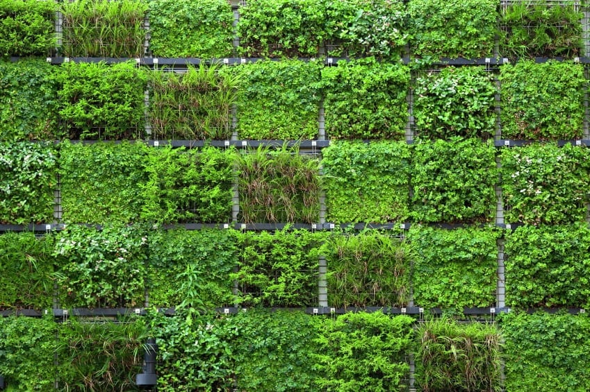 vertical garden