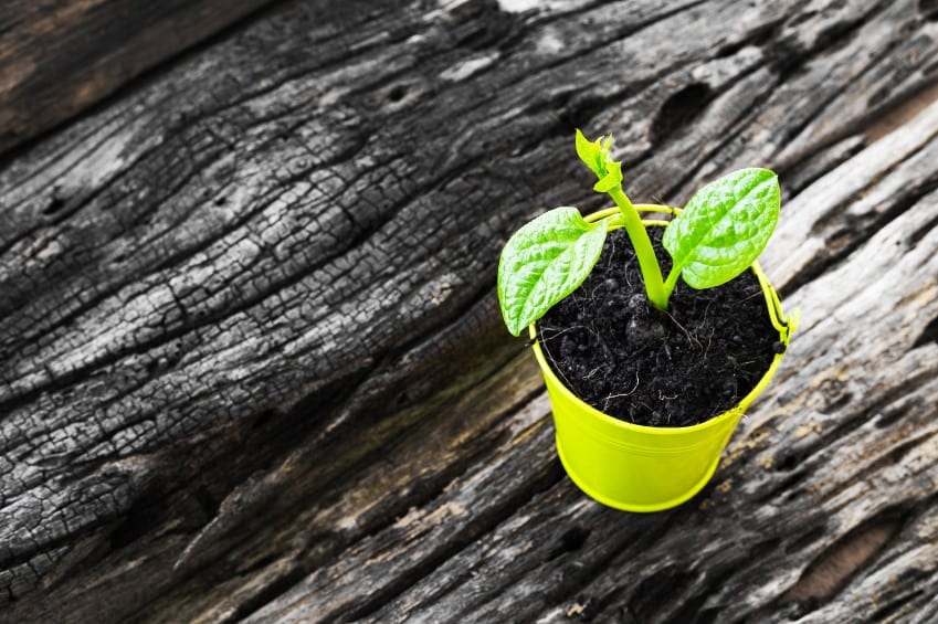 container gardening