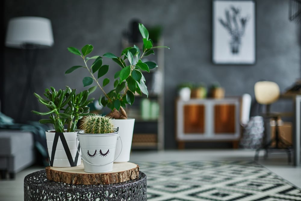 Tips For Keeping Your Indoor Plants Alive