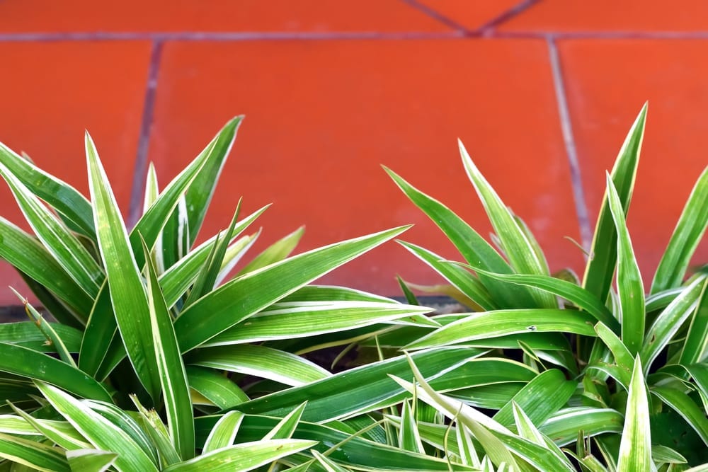 The Care And Keeping Of Spider Plants